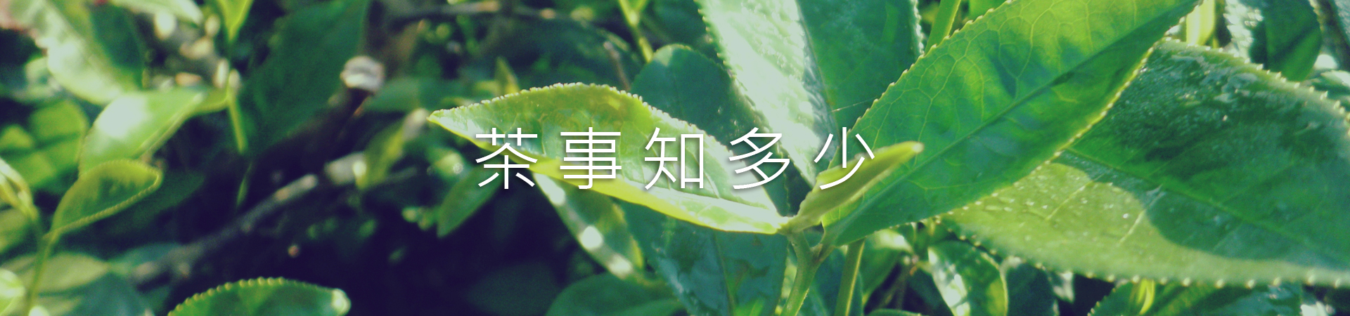 畫我故鄉武荖坑茶- 藍蔭鼎