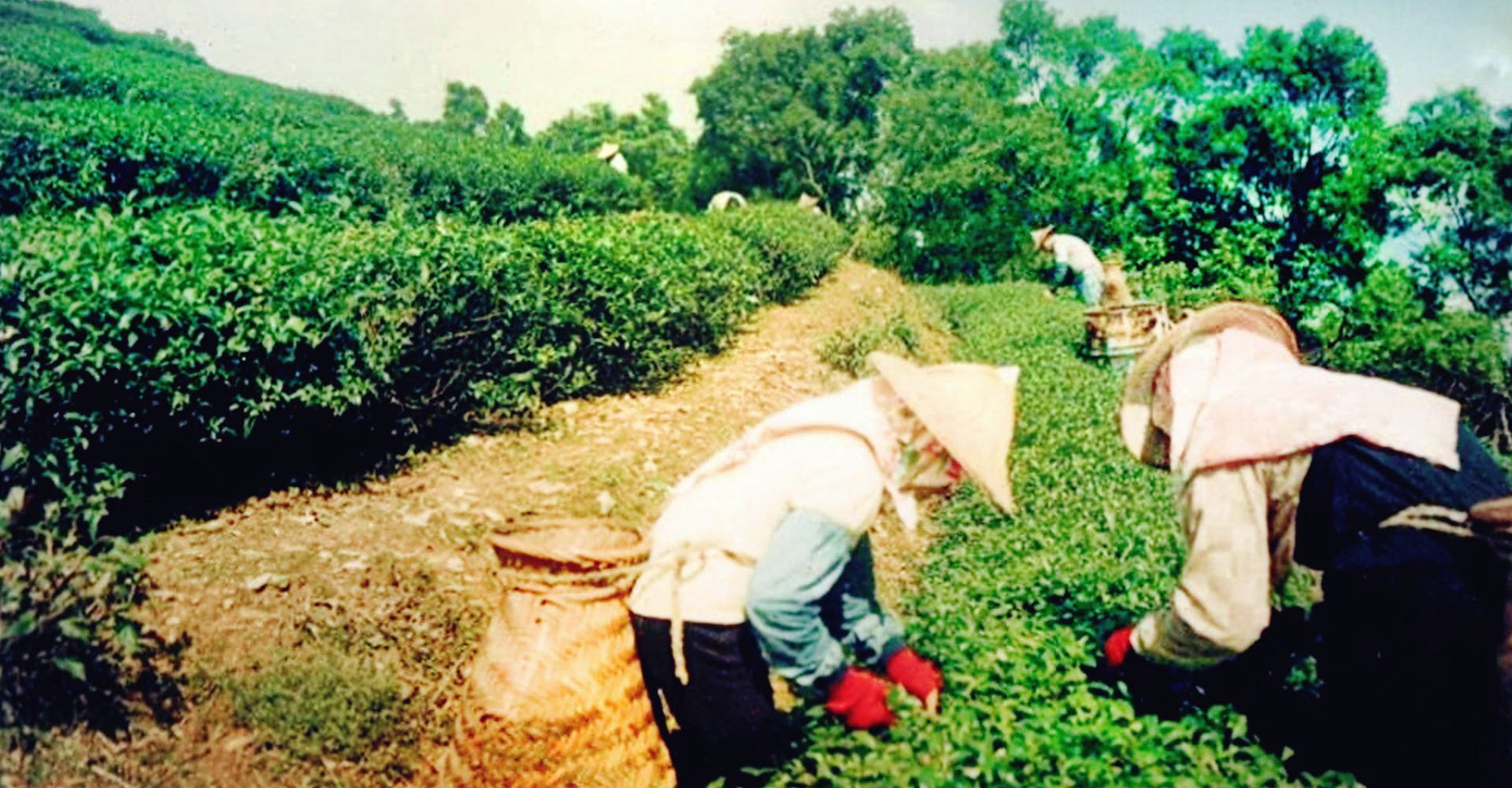 特優茗茶